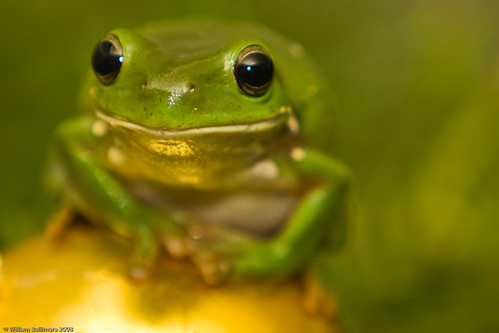 Frog-keh by WilliamBullimore