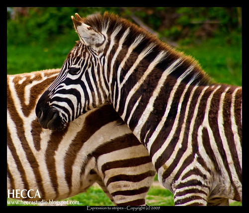 Expression to stripes - Expresión a rayas /  15.000 views Thanks!! dedicated to my Flickr friends!! by Heccastudio / I see you soon