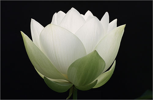 Lotus Flower - IMG_8310 by Bahman Farzad
