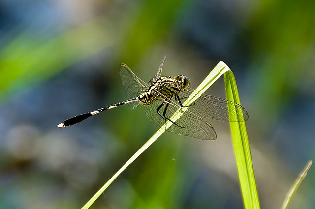 Bali - Dragonfly