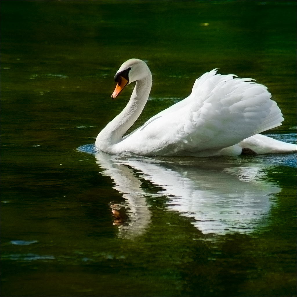 Swan by mcveja