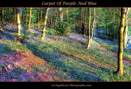 uk flowers blue trees sunset plants sunlight sunshine bluebells evening woods shadows purple bark wakefield trunks hdr westyorkshire newmillerdam 3xp handheldhdr