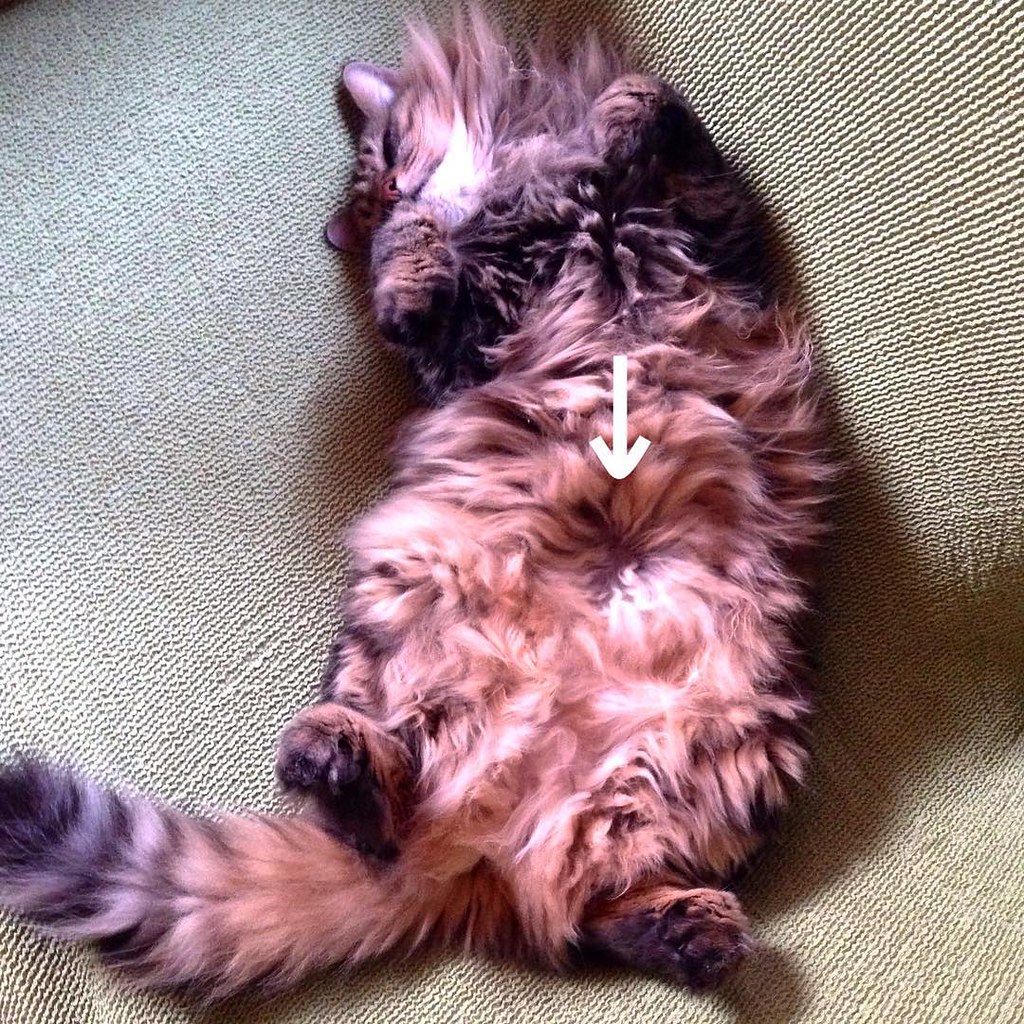 And now, cat's belly button. #猫のヘソ #caturday #catsbellybut… | Flickr