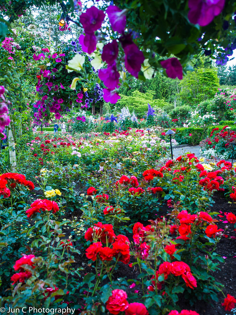 Rose Garden | Butchart Gardens, Victoria BC, Canada | Jun C | Flickr
