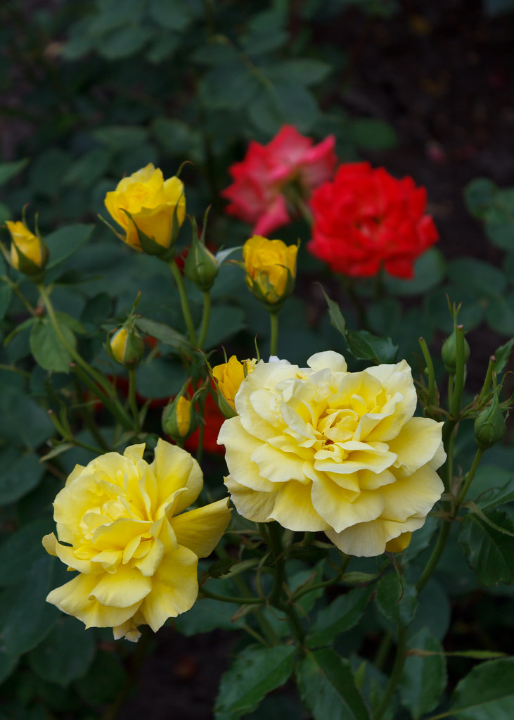 Yellow and Red Roses | Elena | Flickr