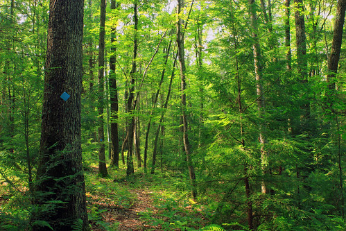trees summer nature forest hiking pennsylvania path trail creativecommons ravine deciduous coniferous walkingpath undergrowth endlessmountains understory lycomingcounty merrilllinnconservancy merrillwlinnlandandwaterwaysconservancy glacierpoolspreserve