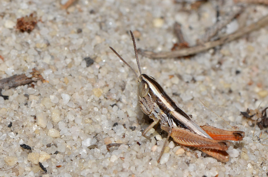 Grasshopper | I do love these grasshoppers with their ...