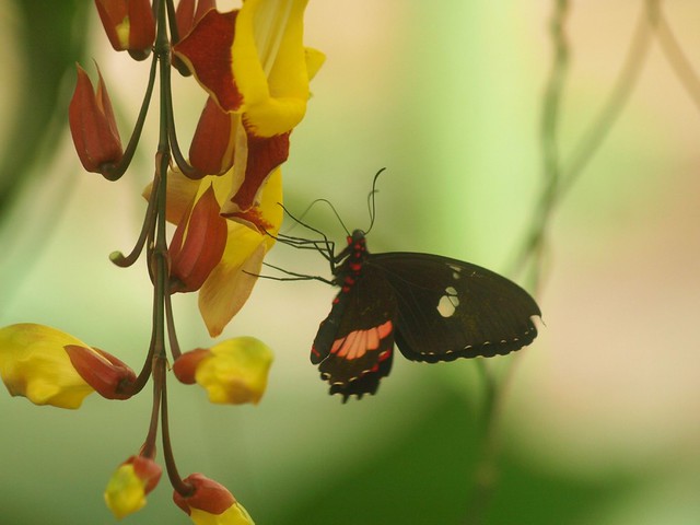 Orchid and Butterfly