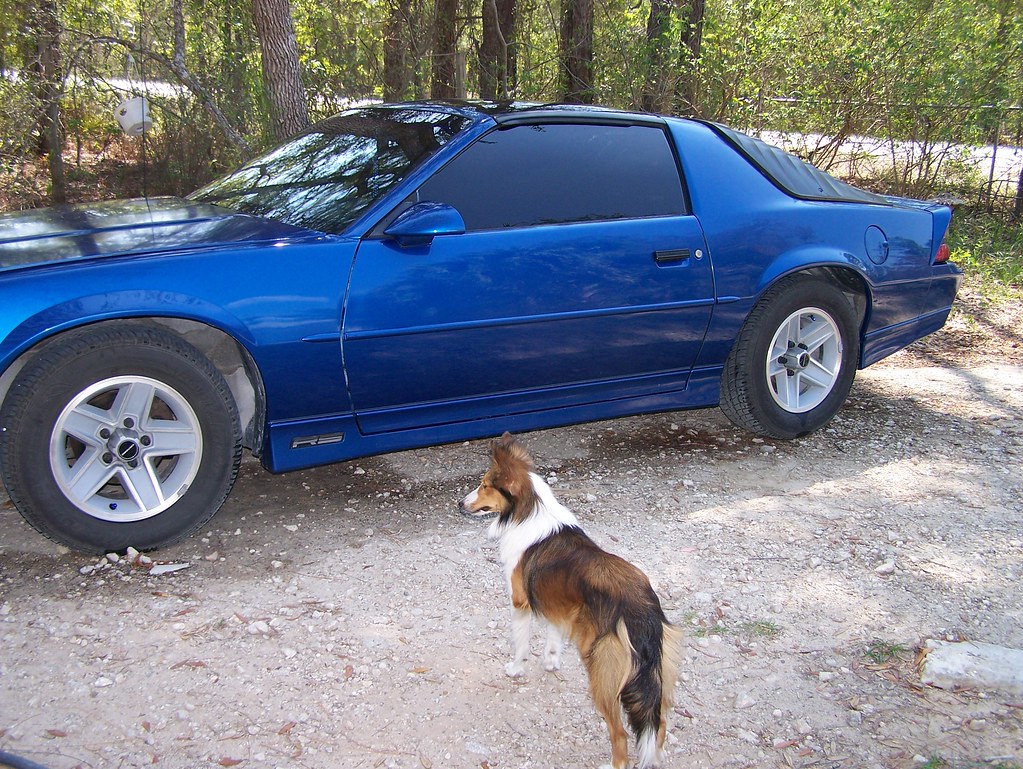 Toby admires the Camaro | Crzy Blu | Flickr