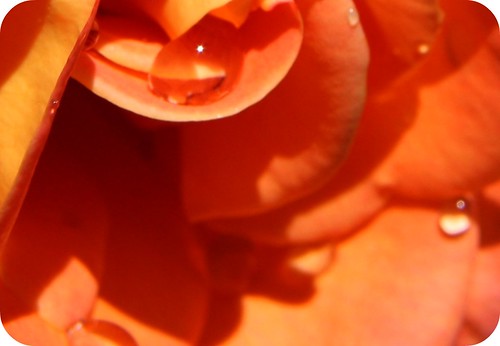 flower rose petals peach waterdrops ridges