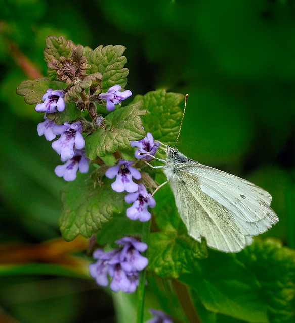 Small White Butterfly on Flower