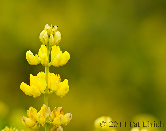 Yellow bush lupine (with bug at top)