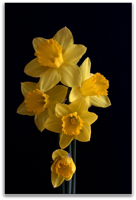 daffodil #1 - dedicated to acqua1951