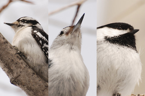Today's Birds - Project 365 Day 102 | by Ron Kube Photography
