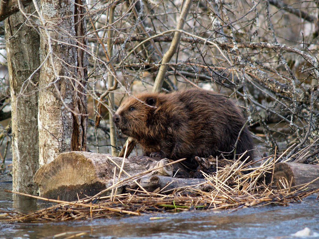 European Beaver