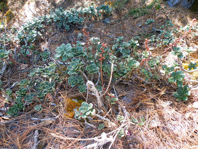 Echeveria aff. montana