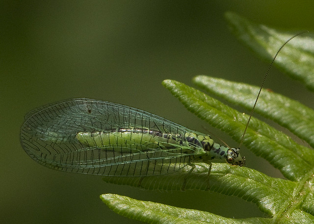Green Lacewing (Chrysopa perla)