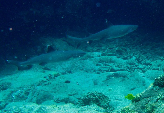 Whitetip Reef Sharks