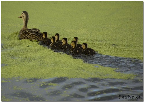Ducks In a Row | by marykpics