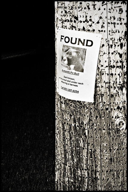 dog found