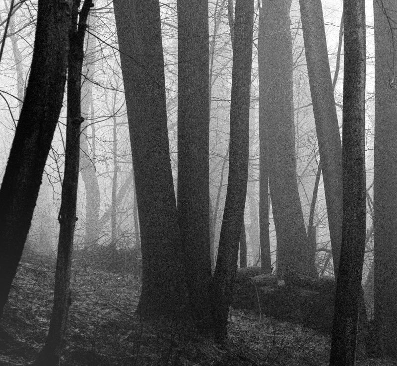 Olde Woodpile In Fog by rickhanger