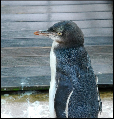 Youngster Yellow Eyed Penguin | by zenseas
