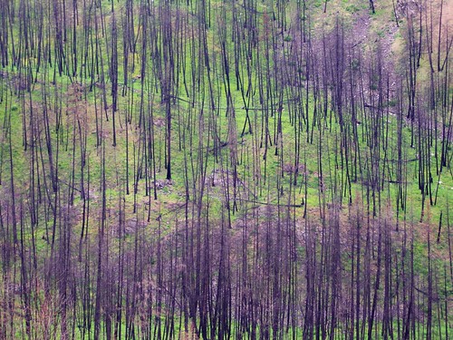 britishcolumbia bc mcclure forestfire fire tree 2005 barriere green purple colour color canada best favourite decade2000 canadagood