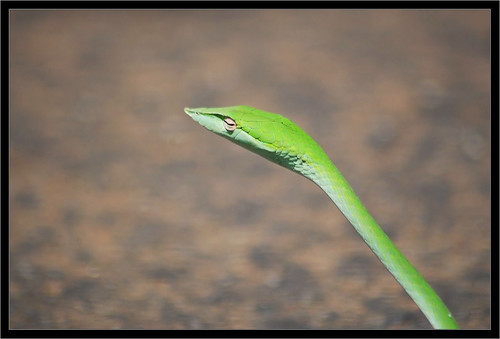 हरणटोळ Green Vine Snake (Oxybelis fulgidus) by छायाचित्रकार