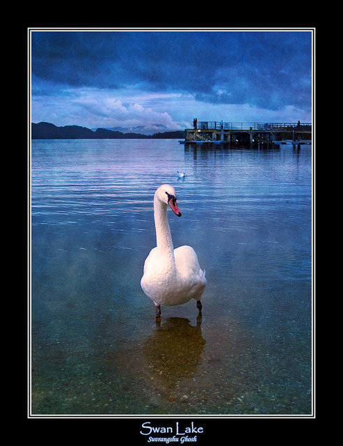 Swan Lake, Loch Lomond, Scotland
