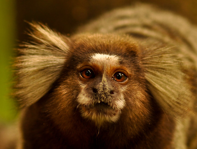 Mico Monkey from Brazil