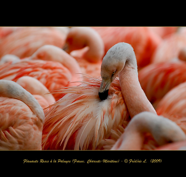 Flamants Roses - Flamingos