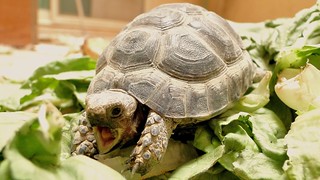 Hungry Baby Tortoise | by Rami ™