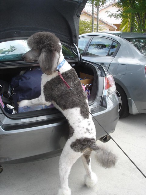 Myles packing the car.