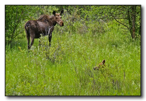 montana moose calf grazing westfork bitterrootriver
