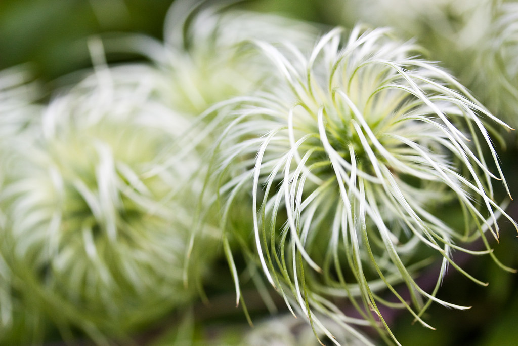 Ragamuffins | Pipestem clematis (Clematis lasiantha), gone t… | Flickr