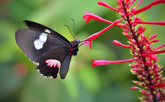 True Cattleheart Butterfly in flight feeding on Fire Spike flower, Wings of the Tropics, Fairchild Tropical Botanic Garden.