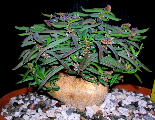 euphorbia cylindrifolia v. tuberifera