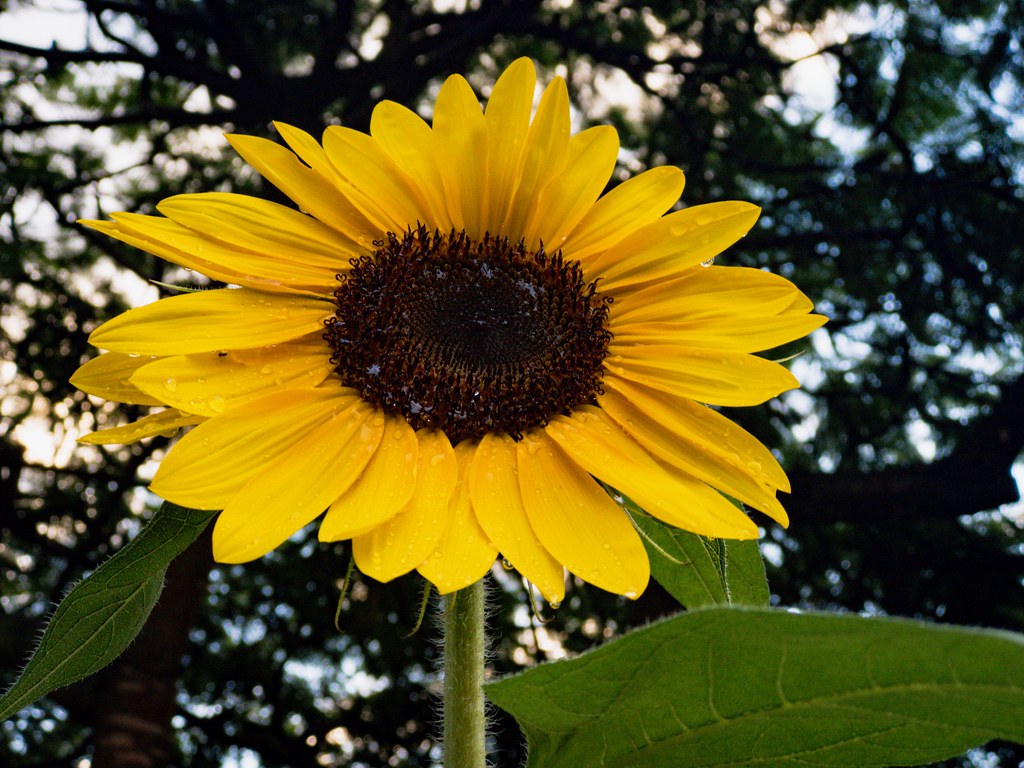 76 365 Sunflower Minus The Sun Shot On Iphone 7 Plus The Flickr