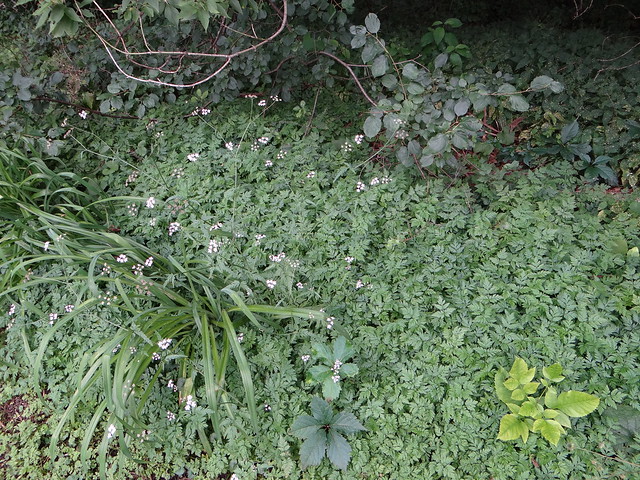 Japanese Hedge Parsley (extremely invasive) Near Monoculture