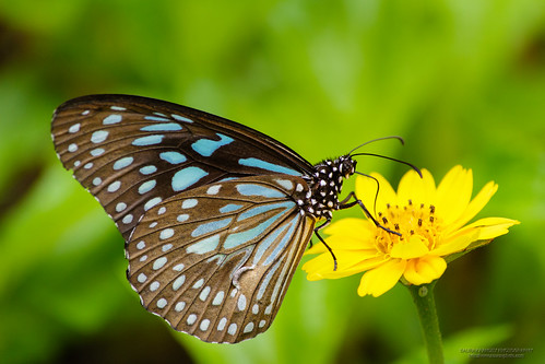 india nature butterfly insect bangalore bannerghatta karnataka butterflypark danaid bluetiger brushfootedbutterfly tirumalalimniace framesbangalore