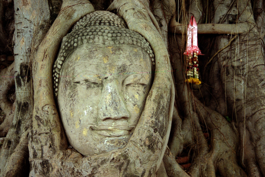 Buddha in a Tree, Ayutthaya, Thailand