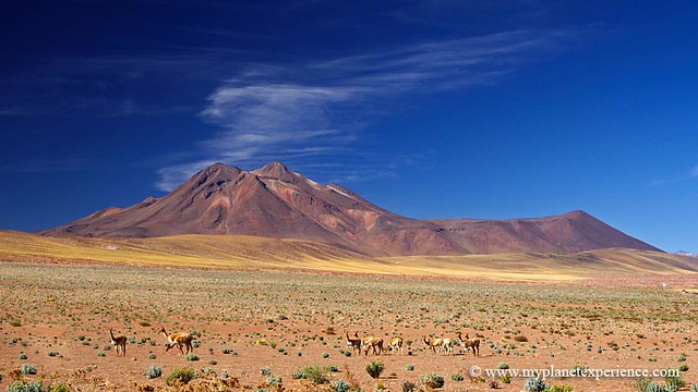 Vicuña y Cerro Miscanti - Atacama desert, Chile