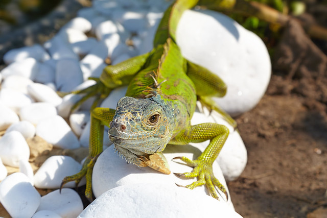 The green iguana sitting on the white stones. Close-up.