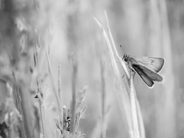 Papillon dans les herbes