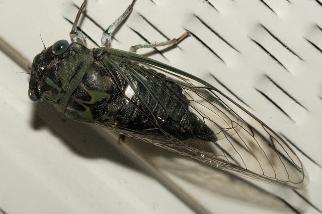 2016 Annual Cicada (Tibicen canicularis) 6