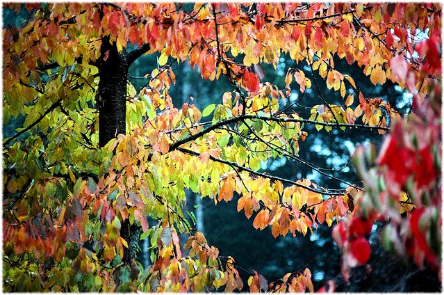 Autumn Colours - Yashica FX-3 with Karl Gener 135 mm 1:2.8 Prime and Kodak 400 ISO Film