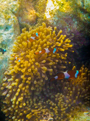 Similan Islands, Thailand