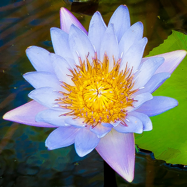 water lily bloom | Alby Headrick | Flickr