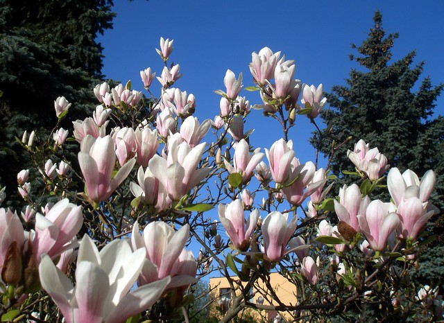 Magnolia and spruce...
