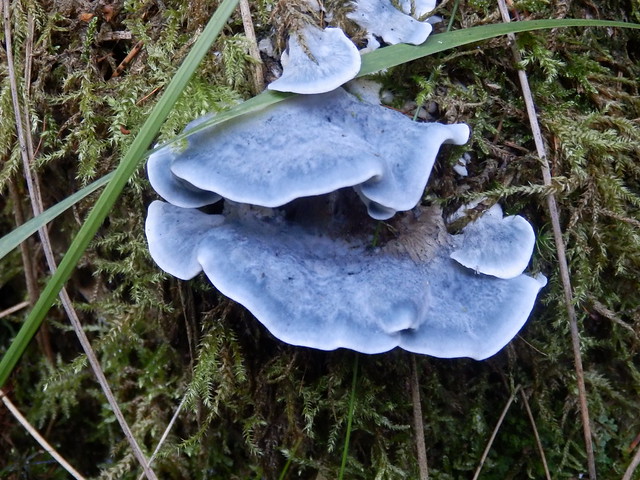 Oligoporus caesius (Blauender Nadelholz-Saftporling